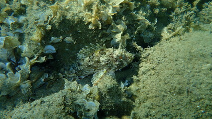 Black scorpionfish or European scorpionfish, small-scaled scorpionfish (Scorpaena porcus) undersea, Aegean Sea, Greece, Halkidiki

