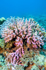 Fototapeta na wymiar Colorful coral reef at the bottom of tropical sea, pink finger coral, underwater landscape