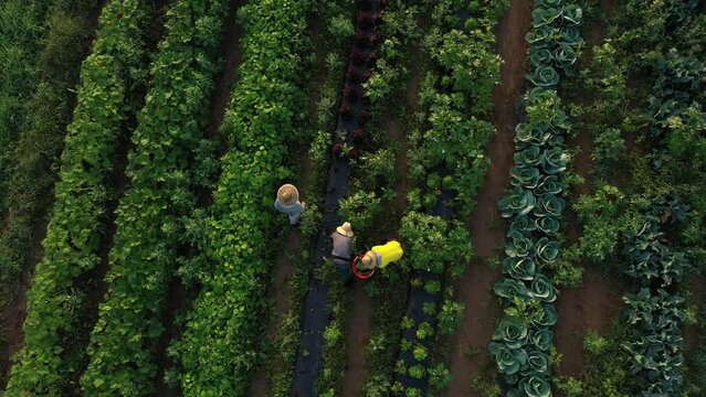 Aerial view of men on farm picking harvesting organic cabbage and vegetables at sunrise on a summer or early autumn day.
