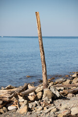 An old log on a pebble sea beach.