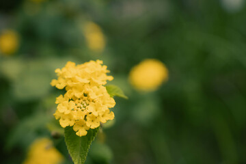 9月浜名湖ガーデンパーク