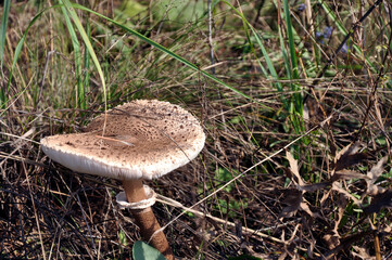 Mushrooms in the forest in autumn.