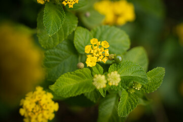9月浜名湖ガーデンパーク