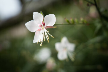 9月浜名湖ガーデンパーク