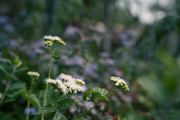 9月浜名湖ガーデンパーク