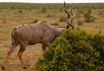 Großer Strepsiceros Kudu Bock in der Wildnis und Savannenlandschaft von Afrika