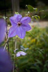 9月浜名湖ガーデンパーク