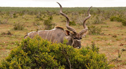 Großer Strepsiceros Kudu Bock in der Wildnis und Savannenlandschaft von Afrika