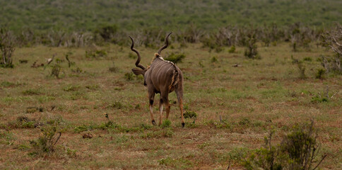 Fototapeta premium Großer Strepsiceros Kudu Bock in der Wildnis und Savannenlandschaft von Afrika