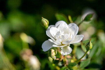 White rose flowers in the morning dew, nature.