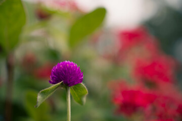 9月浜名湖ガーデンパーク