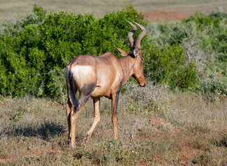 Kuhantilope in der Wildnis und Savannenlandschaft von Afrika