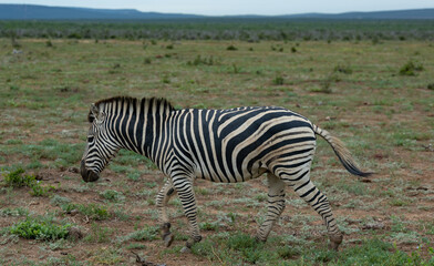 Obraz na płótnie Canvas Zebras in der Wildnis und Savannenlandschaft von Afrika