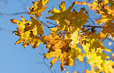 Obraz na płótnie Canvas Yellow autumn maple leaves against the blue sky.