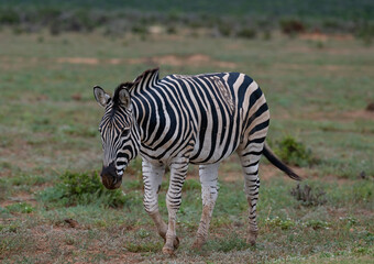 Zebras in der Wildnis und Savannenlandschaft von Afrika
