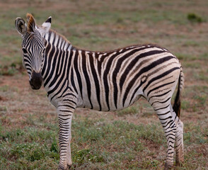 Zebras in der Wildnis und Savannenlandschaft von Afrika