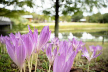 9月浜名湖ガーデンパーク