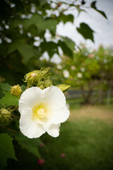 9月浜名湖ガーデンパーク