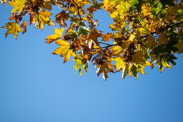 Fototapeta na wymiar Yellow autumn maple leaves against the blue sky.