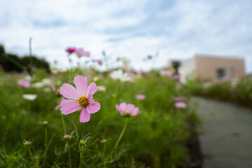 9月浜名湖ガーデンパーク