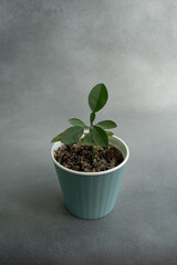 Pomelo tree in the pot on the gray background
