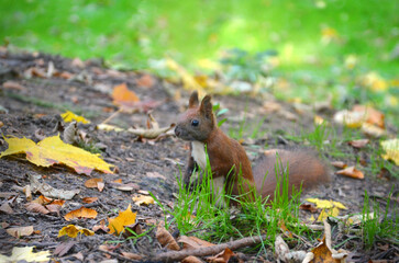 Naklejka na ściany i meble One cute red-brown squirrel with a white tummy sits on its hind legs in an autumn park. Outdoors photo .Free copy space