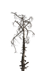 Dry dead pine tree isolated on white