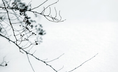 Bare tree branches are under white sky, abstract photo