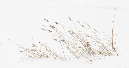 Dry coastal reed on a snowy beach, abstract photo