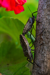 insects mating on tree