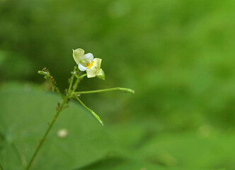 Small yellow flower of Impatiens parviflora on a green background