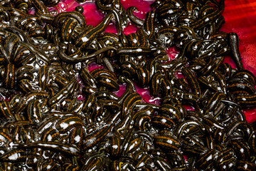 Many leeches in blood on leech farm or medical laboratory