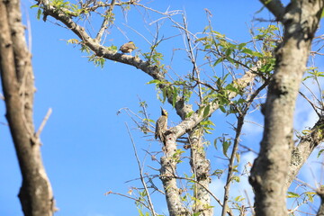 Pica-pau-verde-barrado (Colaptes melanochloros) da cidade de Bras&iacute;lia Dona Sarah Kubitschek