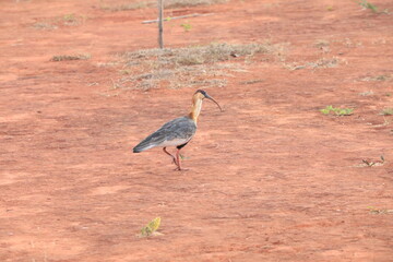 Pica-pau no parque da cidade de Bras&iacute;lia Dona Sarah Kubitschek