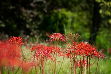 ９月宇治市植物公園