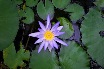 ９月宇治市植物公園