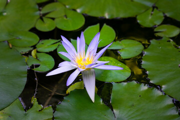 ９月宇治市植物公園