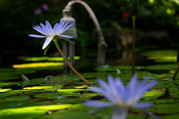 ９月宇治市植物公園