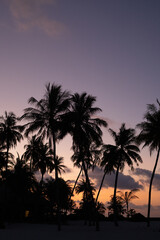 palm trees at sunset