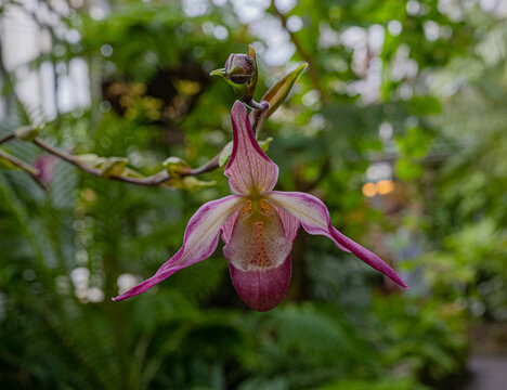 Orchid (Phragmipedium x dorminianum). It is native to Middle America and South America. Baden Wuerttemberg, Germany. Baden Wuerttemberg, Germany, Europe