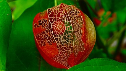 Lampionblume, Frucht in Nahaufnahme