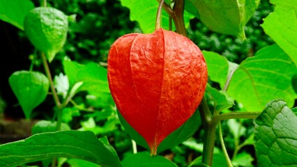 Lampionblume, Frucht in Nahaufnahme