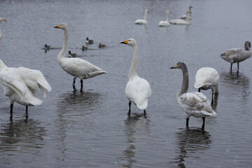 白鳥と雪
