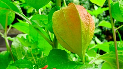 Lampionblume, Frucht in Nahaufnahme