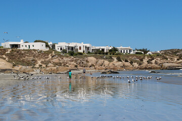 Fototapeta na wymiar Paternoster beach with sea gulls