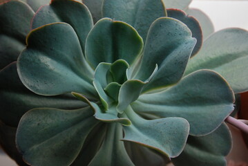 planta verde escura suculenta ornamental 