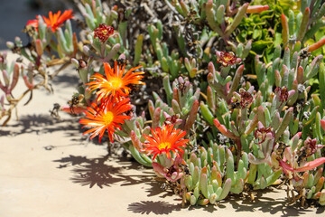 Fototapeta na wymiar succulents with orange flowers and a yellow centre