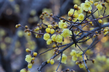 ロウバイの黄色い花