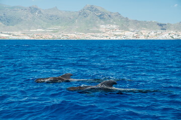 Naklejka premium View on Tenerife island from ocean. Pilot whales in the water are in the foreground.