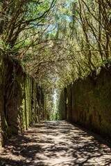 Unusual  tree branches form arche over narrow passage between rocks in the Anaga Rural Park. Camino viejo al Pico del Inglés. Tenerife Island.